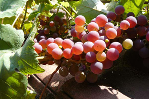 chambres d'hôtes vosges les mirabelliers Ban de Laveline