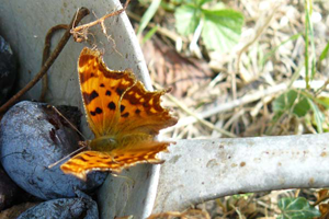 chambres d'hôtes vosges les mirabelliers Ban de Laveline