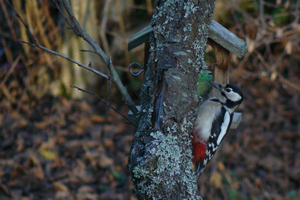 chambres d'hôtes vosges les mirabelliers Ban de Laveline