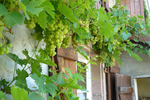 chambres d'hôtes vosges les mirabelliers Ban de Laveline