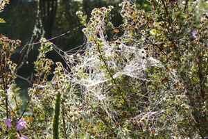 chambres d'hôtes vosges les mirabelliers Ban de Laveline