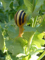 chambres d'hôtes vosges les mirabelliers Ban de Laveline